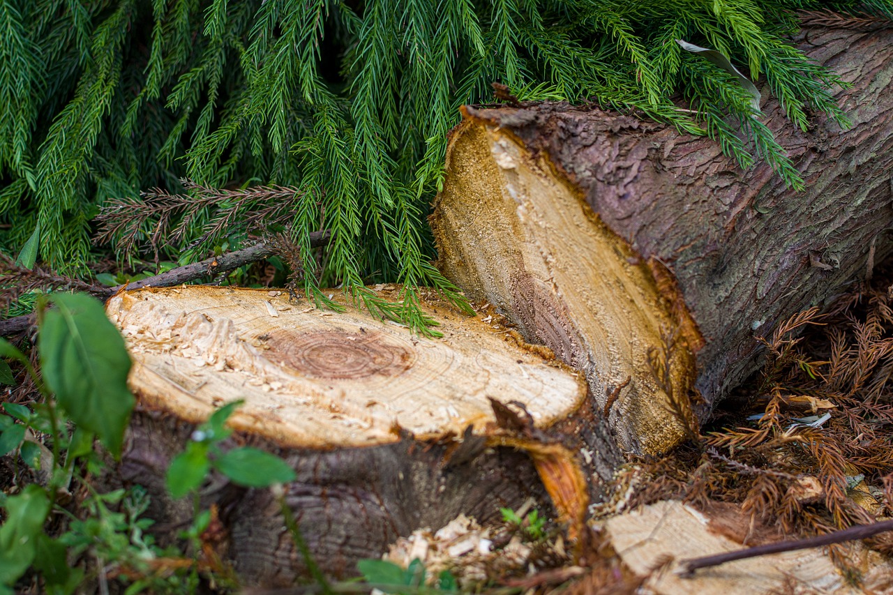 Vom Baum zum Brett